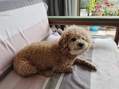 -圣宠动物医院·犬猫专科·影像中心·外科中心