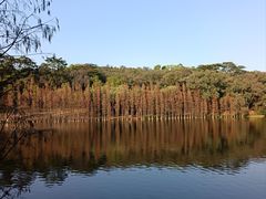 -三水森林公园
