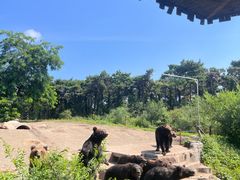 -沈阳森林动物园