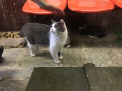 -猫咪博物馆(顶澳仔猫街店)