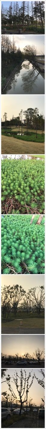 -上海长兴岛郊野公园