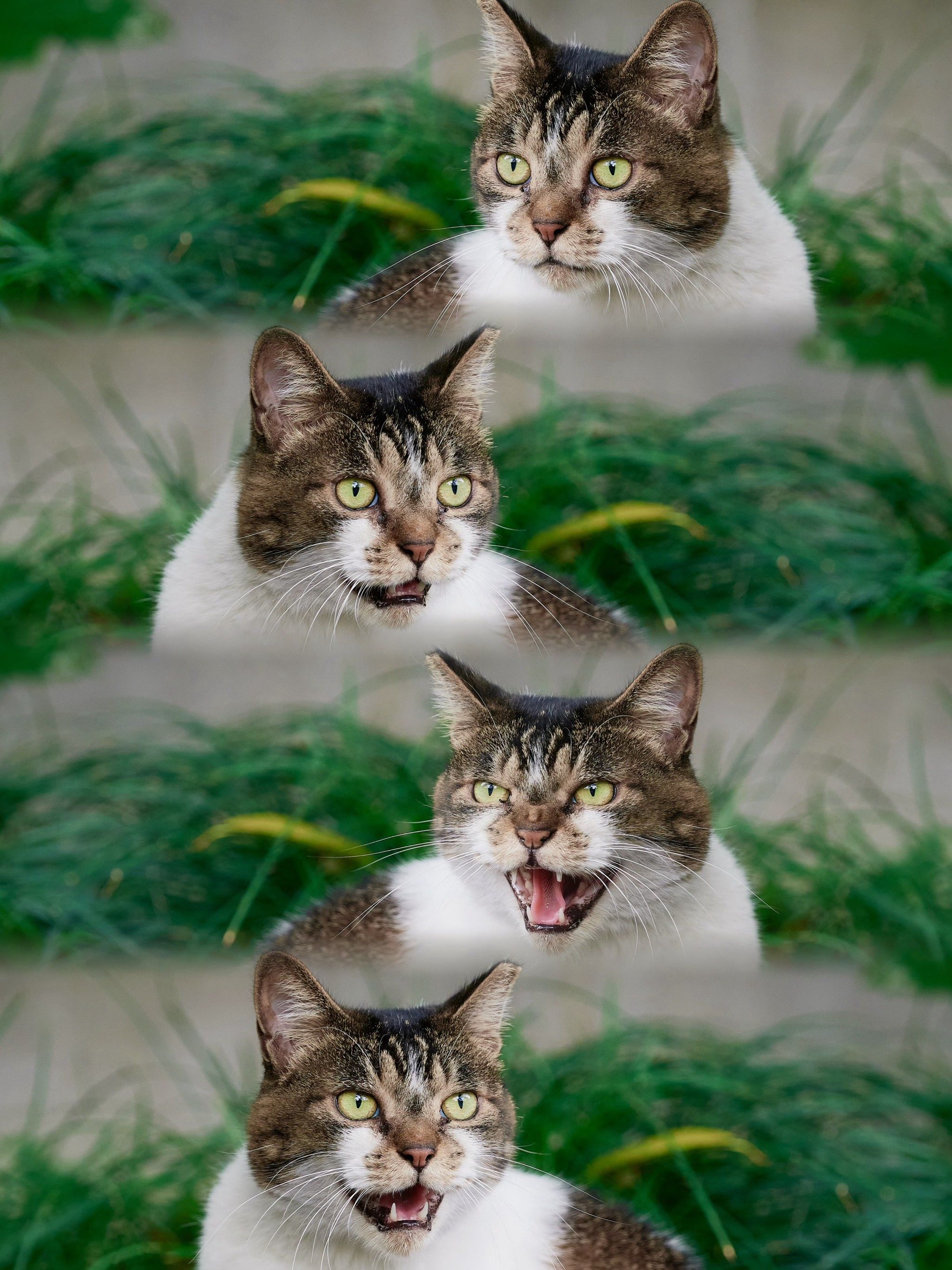 \\n\\n刚要午睡着的小猫咪?被路人脚步吵醒