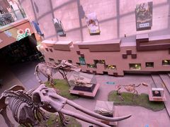 -陕西自然博物馆