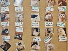 -楼上猫咖(罗湖店)