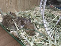 -藦茜花园宠物主题亲子互动体验馆(国顺东路店)
