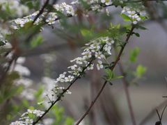 -桃花岭景区