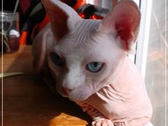 -猫小院猫主题咖啡厅(北锣店)