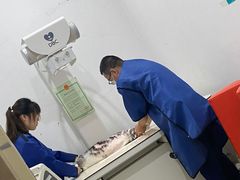 -米苏动物医院·犬猫专科·骨科外科内窥镜