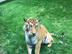 -北京野生动物园