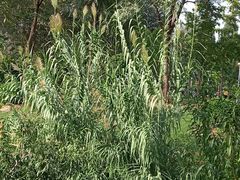 -燕郊植物园