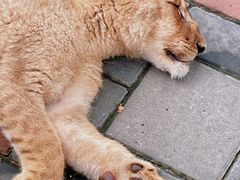 -北京野生动物园