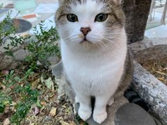 -喵屿·大理花园猫咖