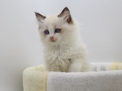 -Bastet sally猫舍购宠(静安店)