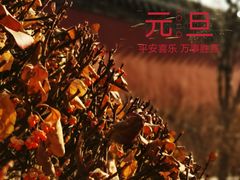-金香匯晚茶(浑南店)