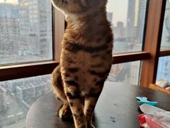 -蓝鲸·缅因猫舍