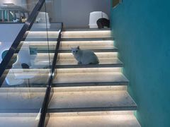 -飞行喵MR PILOT|猫舍·猫咖(静安大融城店)