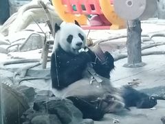 -武汉动物园
