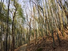 -上海佘山国家森林公园天马山园