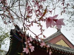 -桃花堤公园