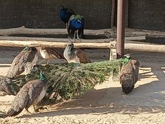 -秦皇岛野生动物园