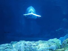 -珠海长隆海洋王国