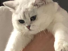 -糯米喵星人总部直营旗舰店·猫舍·幼猫出售