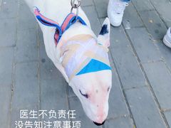 结果让我扫前台二维码-美联众合爱康动物医院•复杂内科•肿瘤科•牙科•腔镜诊疗中心