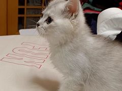 -欣宠猫屋·矮脚拿破仑·蓝金金渐层