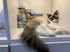 -李小姐の猫咖啡馆(五角场店)