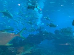 -海棠湾洲际-涛·海底餐厅·美人鱼·自助餐·海底隧道