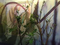 -上海大自然野生昆虫馆(东方明珠·爬宠昆虫探索中心)