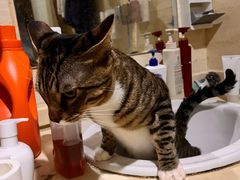 -宠福鑫康馨动物医院·骨科·眼科