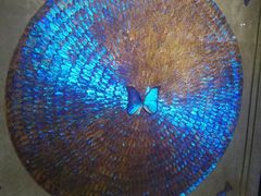 -上海昆虫博物馆