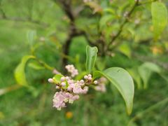 -中国科学院华南植物园