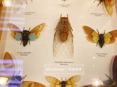 -上海大自然野生昆虫馆