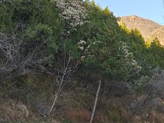 -鹫峰国家森林公园