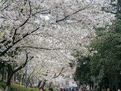 -武汉大学-樱园