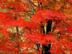 -丹东天桥沟景区