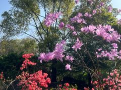-上海滨江森林公园