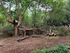 景点-成都大熊猫繁育研究基地