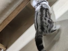 -藏猫猫咖啡主题馆(中央大道店)