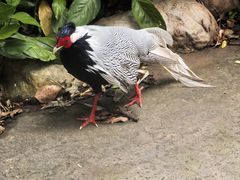 -广州长隆国际大马戏