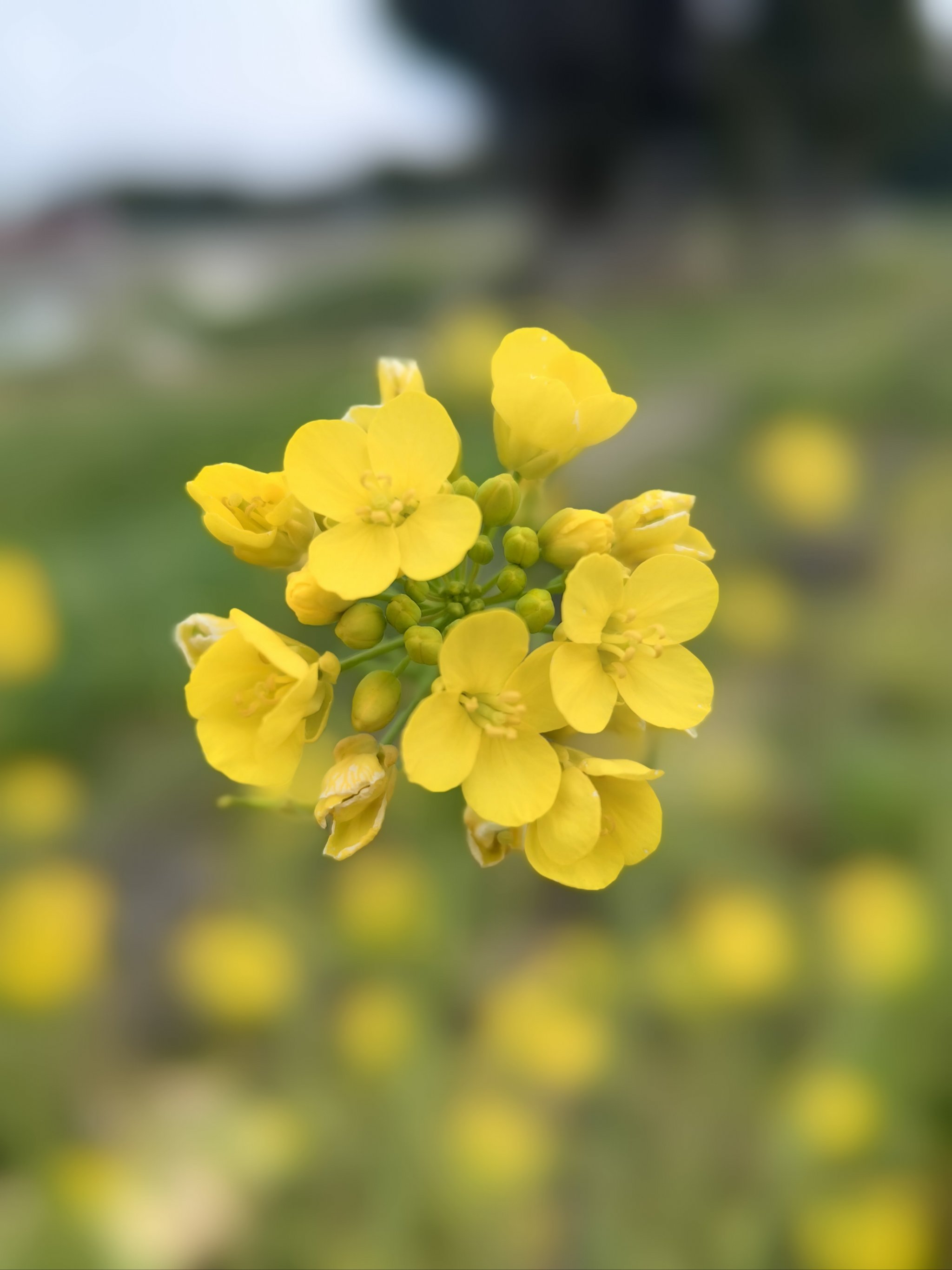 油菜花,春天的花.