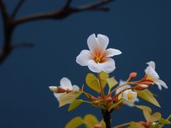 -舒家湾天主教堂