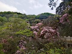 -梧桐山风景名胜区