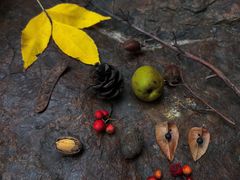 -国家植物园南园