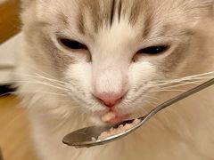 -有喵·猫咖·狗咖·30几只猫10只小狗(岗厦店)