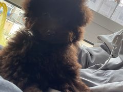 -艾吉宠物医院·疑难杂症转诊中心·猫友好(碧江路院)