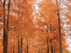 -春花秋色城市公园