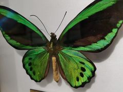 -上海昆虫博物馆